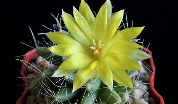 Mammillaria Longimamma Propagation