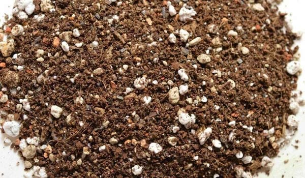 cactus soil mix