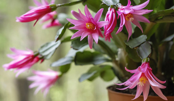 Easter Cactus Care (Spring Cactus) - Houmse