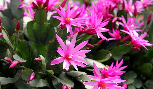 easter-cactus-care