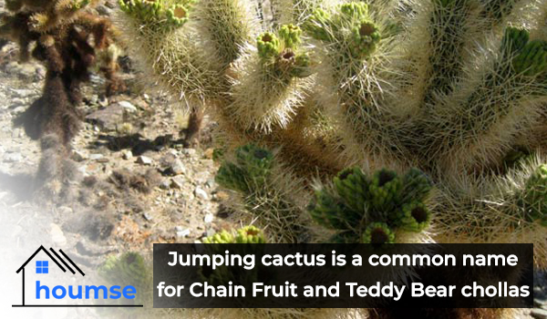 jumping cholla