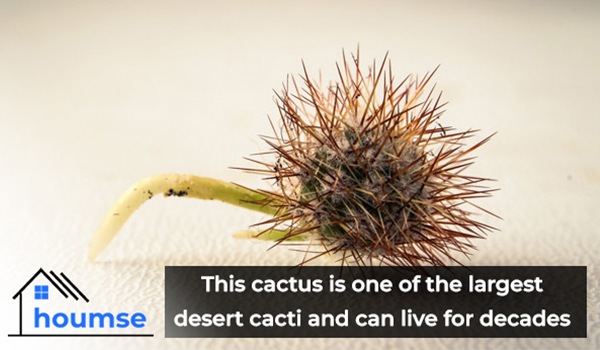 small jumping cholla cactus