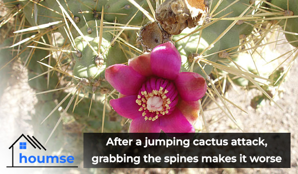 jumping cholla flower