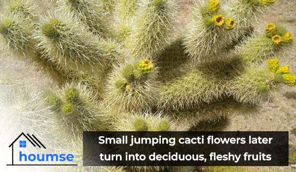 jumping cacti