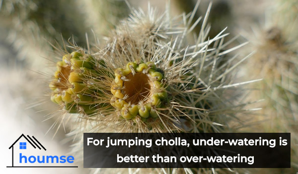 jumping cactus facts