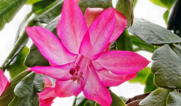 epiphyllum orchid cactus