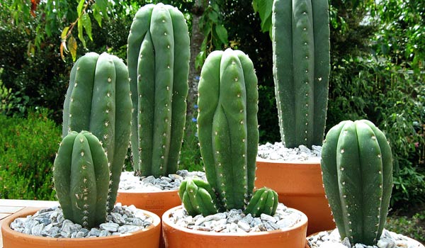 San Pedro cactus