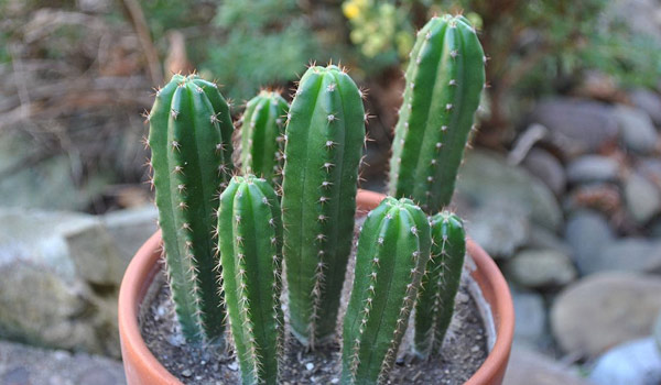 Trichocereus pachanoi