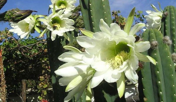 Echinopsis Pachanoi