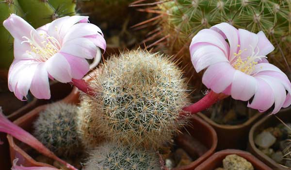 types of cactus with names