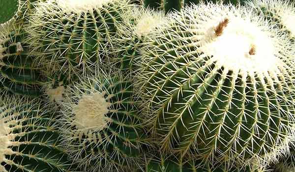 cactus names and pictures