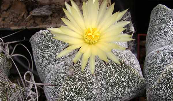 types of cactus with names