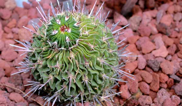 cactus names and images