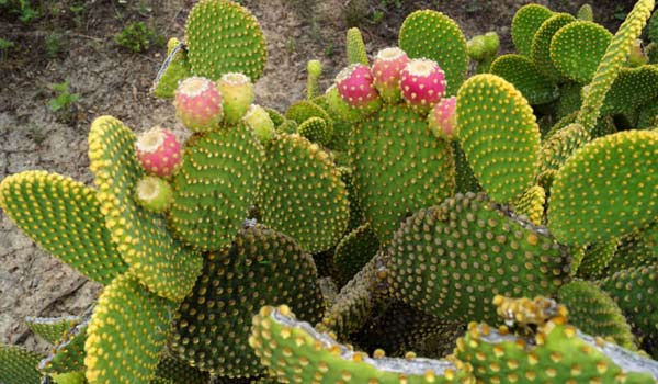 bunny ear cactus care