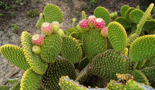 cactus names with pictures