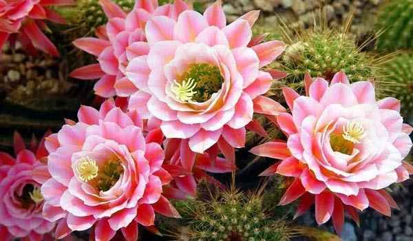 cactus flowers