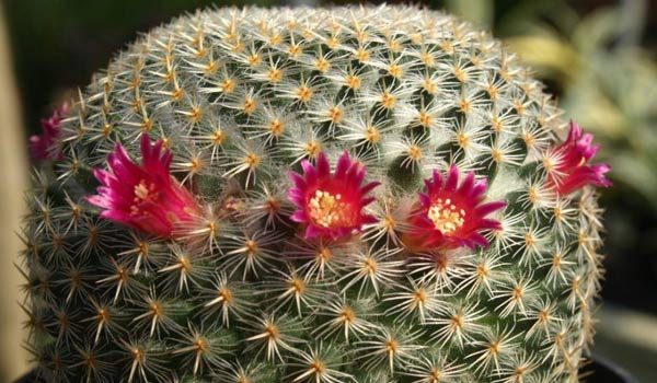 barrel cactus flower