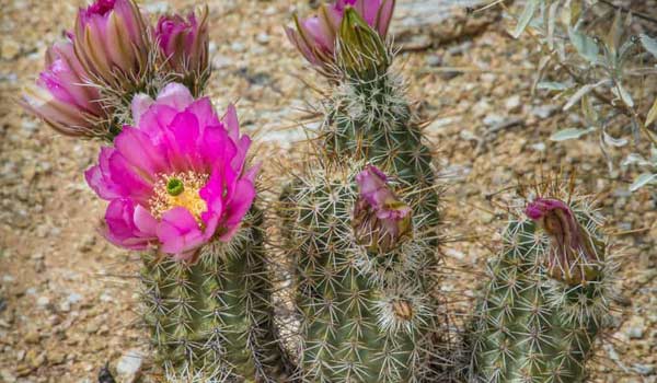 types of cactus with names