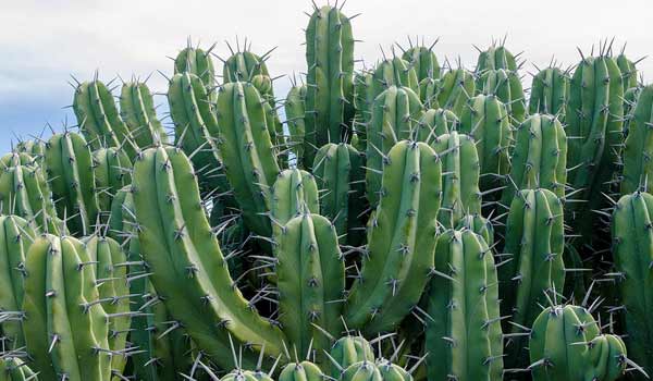 cactus names and pictures
