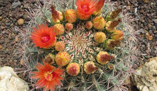 cactus names and images