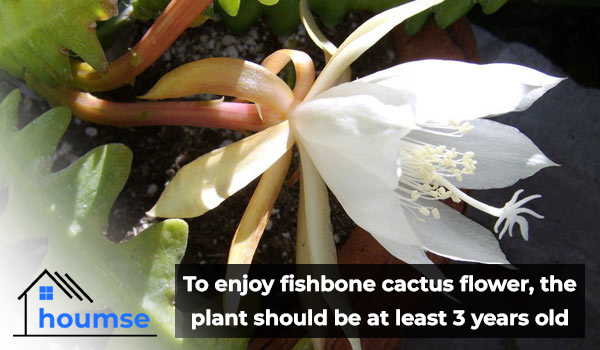 fishbone cactus flower