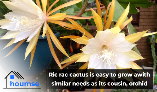 how to get ric rac cactus to bloom