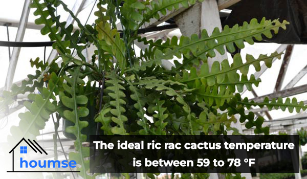 fishbone cactus care indoors