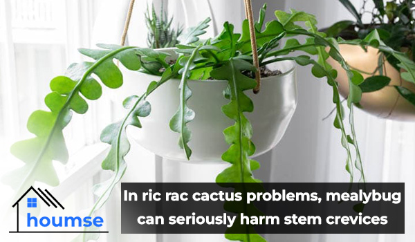 ric rac cactus problems