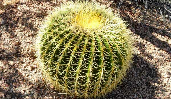 Mexican Barrel Cactus Echinocactus mixture 25 Fresh Seeds