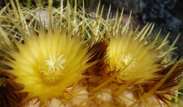 golden barrel cactus flower