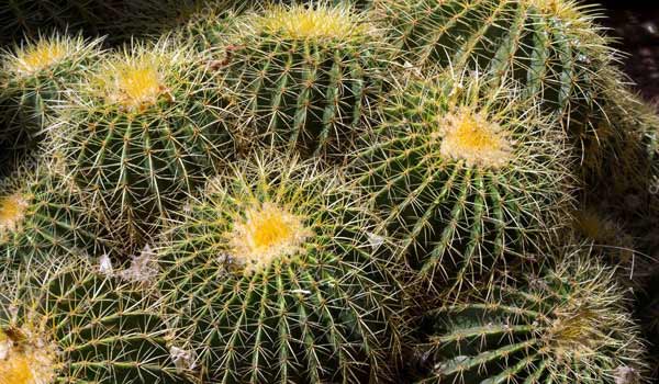 Echinocactus grusonii