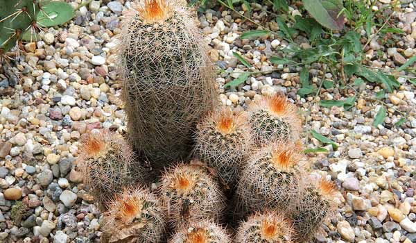 hedgehog cactus flower