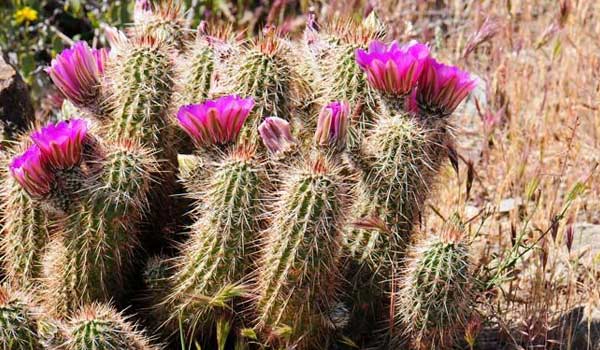 hedgehog cactus care