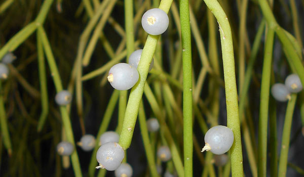 mistletoe cactus varieties