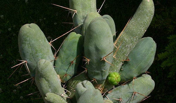 penis cactus care