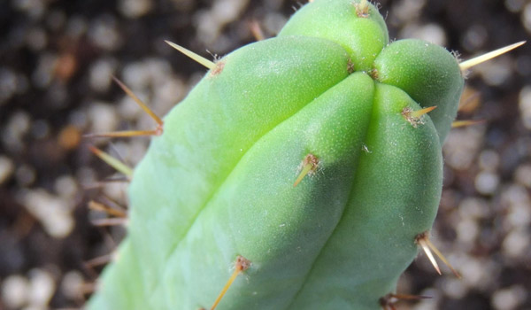 trichocereus bridgesii monstrose