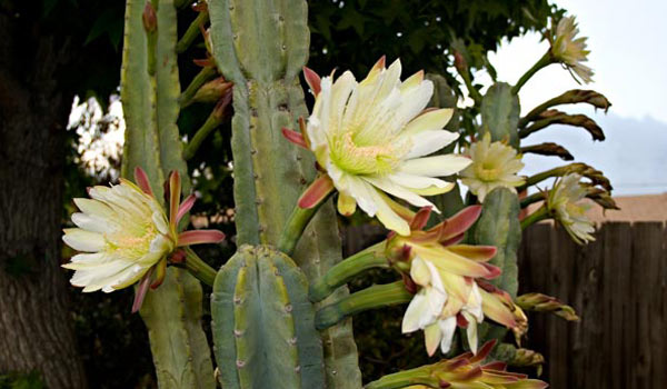 Peruvian apple cactus bloom