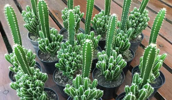 how to take care of fairy castle cactus