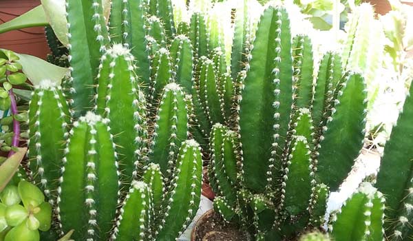 fairy castle cactus propagation