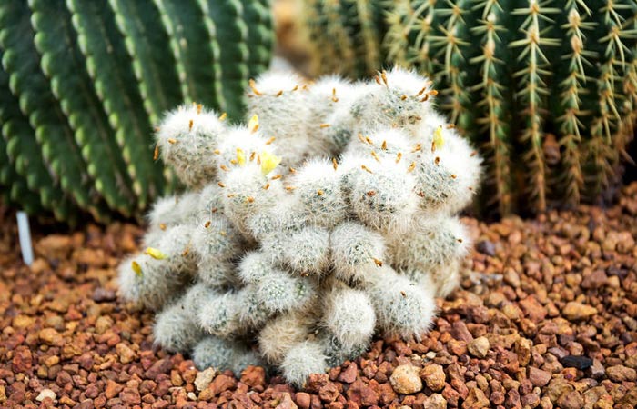 furry cactus
