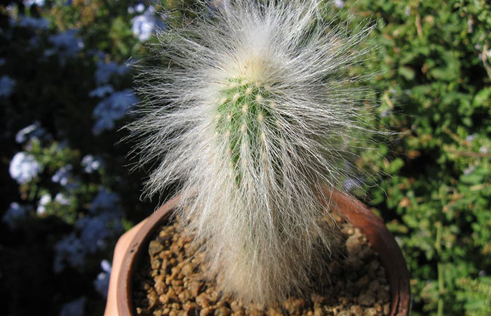 furry cactus types