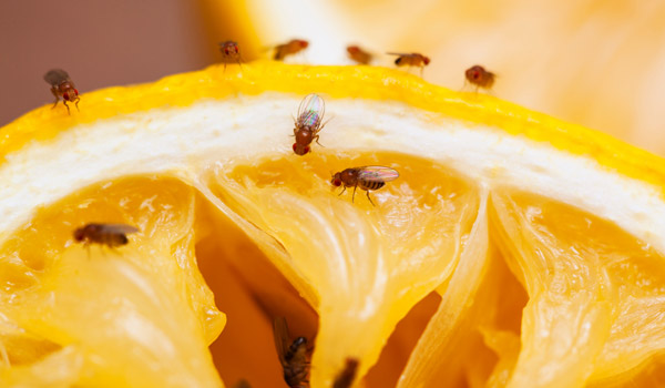 how to catch fruit flies