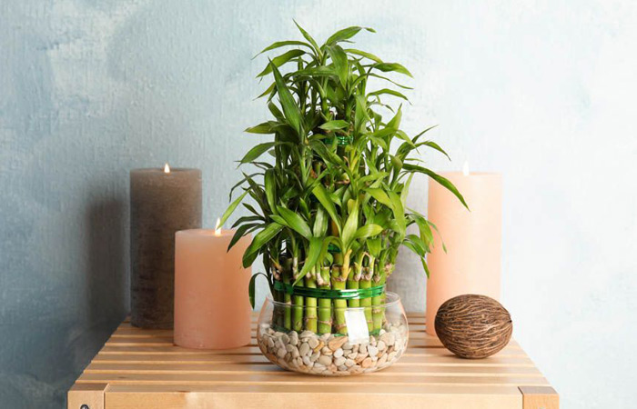 bamboo plants indoor