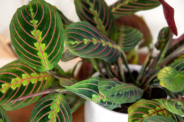 maranta plant