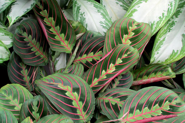 prayer plant leaves curling