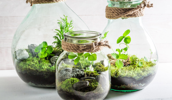 how to build a terrarium