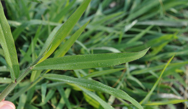 what does crabgrass look like