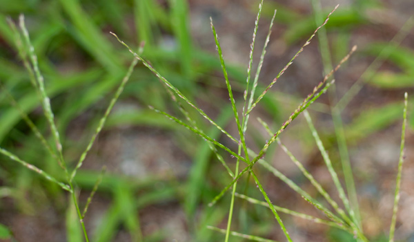 identification crabgrass