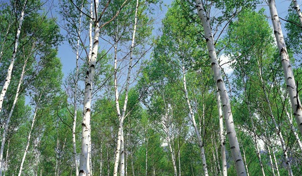 types of birch tree