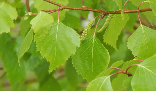 birch tree leaves